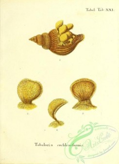 corals-00243 - 106-tubularia cochleaeformis
