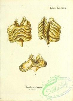 corals-00245 - 108-tubularia clavata