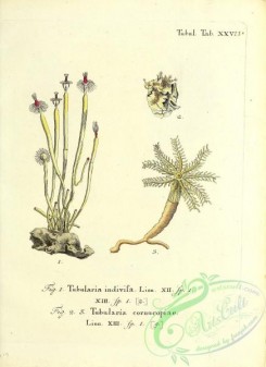 corals-00249 - 112-tubularia indivisa, tubularia cornucopiae