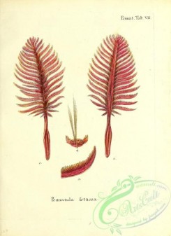 corals-00257 - 120-pennatula setacea