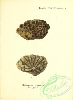 corals-00265 - 128-madrepora truncata