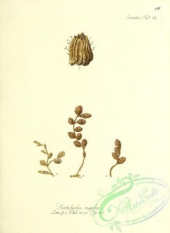 corals-00278 - 011-sertularia rugosa