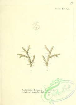 corals-00282 - 015-sertularia seruposa