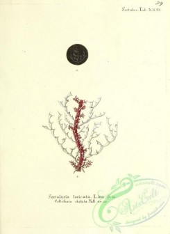 corals-00296 - 029-sertularia loricata, cellularia chelata