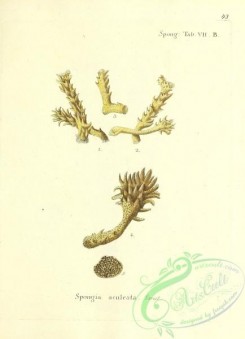 corals-00310 - 043-spongia aculeata