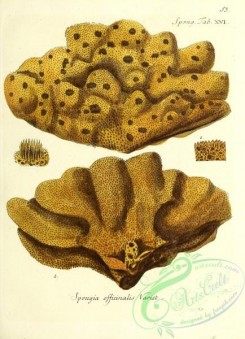 corals-00320 - 053-spongia officinalis