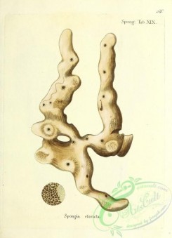 corals-00323 - 056-spongia clavata