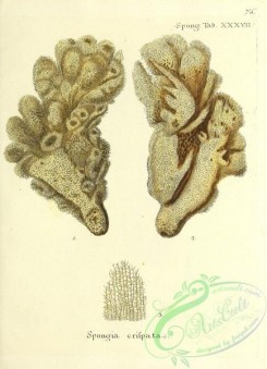 corals-00343 - 076-spongia crispata