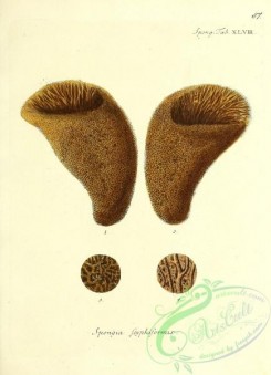 corals-00354 - 087-spongia scyphiformis