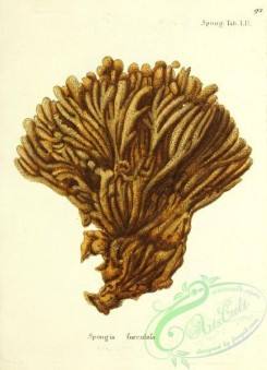 corals-00359 - 092-spongia surculosa