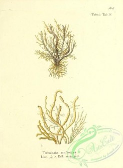 corals-00375 - 108-tubularia muscoides