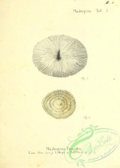 corals-00400 - 001-madrepora fungites