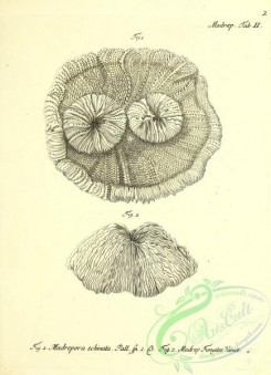 corals-00401 - 002-madrepora echinata, madrepora fungites