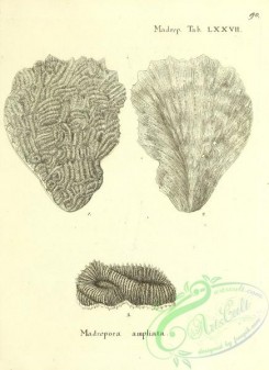corals-00488 - 089-madrepora ampliata