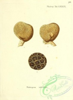 corals-00490 - 091-madrepora intersepta
