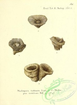 corals-00499 - 100-madrepora turbinata, madrepora trochifomirs