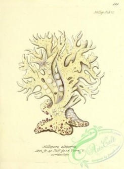 corals-00509 - 110-millepora alcicornis corniculata