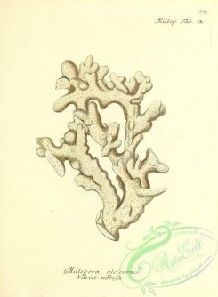 corals-00512 - 113-millepora alcicornis nodosa