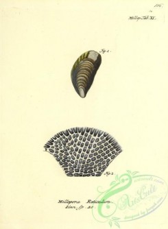 corals-00514 - 115-millepora reticulum