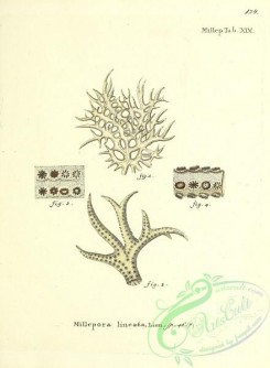 corals-00522 - 123-millepora lineata