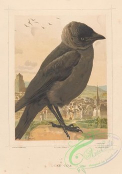 corvidae-00319 - Eurasian Jackdaw, corvus monedula
