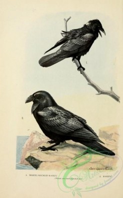 corvidae-00341 - White-necked Raven, Raven