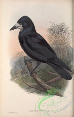 corvidae-00405 - 060-Rook, corvus frugilegus