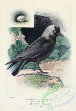 corvidae-00447 - Jackdaw, corvus monedula