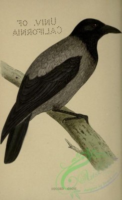 corvidae-00459 - Hooded Crow