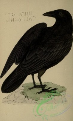 corvidae-00464 - Raven