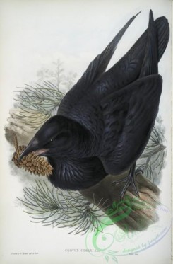 corvidae-00480 - 408-Corvux corax, Raven