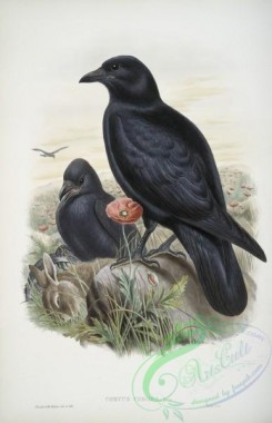 corvidae-00481 - 409-Corvux corone, Carrion-Crow
