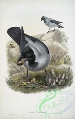 corvidae-00482 - 410-Corvux cornix, Hooded Crow