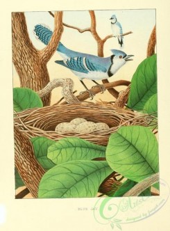 corvidae-00551 - Blue Jay