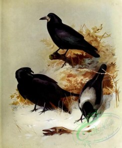 corvidae-00625 - Carrion Crow, Rook, Hooded Crow