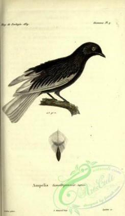 cotinga-00025 - White-tailed Cotinga