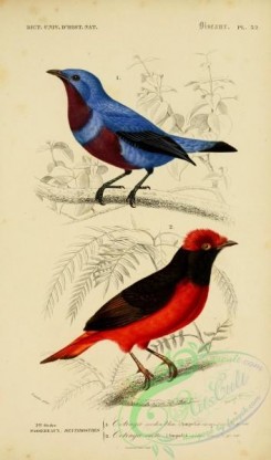 cotinga-00030 - Purple-breasted Cotinga, Guianan Red Cotinga