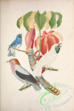 cotinga-00042 - 043-tersina coerulea, Bare-throated Bellbird, procnias variegatus
