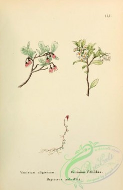 cranberry-00007 - vaccinium uliginosum, vaccinium vitis-idaea, oxycoccus palustris