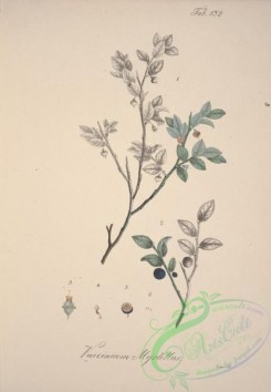 cranberry-00011 - vaccinium myrtillus