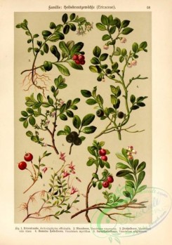 cranberry-00038 - Bearberry, mall cranberry, bog cranberry, swamp cranberry, lingonberry, cowberry