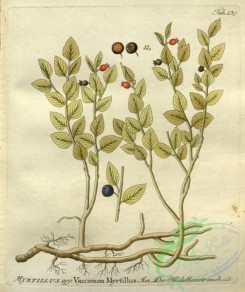 cranberry-00050 - vaccinium myrtillus