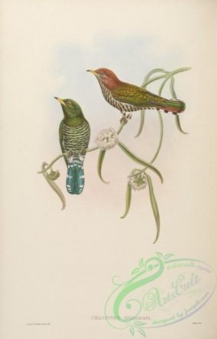 cuckoos-00022 - Emerald Cuckoo
