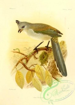 cuckoos-00034 - coua verreauxii