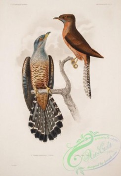cuckoos-00084 - cuculus tenuirostris, cuculus simus