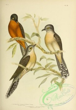 cuckoos-00086 - Fan-tailed Cuckoo, Brush Cuckoo, Chestnut-breasted Cuckoo