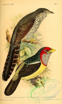 cuckoos-00108 - centrococcyx mechowi, trachylaemus togoensis