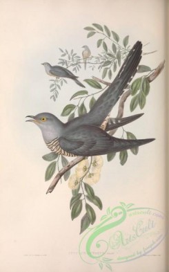 cuckoos-00120 - Australian Cuckoo, cuculus optatus