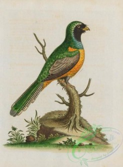 cuckoos-00128 - 331-Yellow-bellied Green Cuckoo, cuculuc viridis