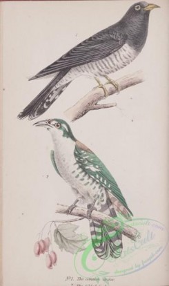 cuckoos-00130 - Common Cuckoo